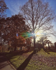 Nachmittagssonne im Rosensteinpark